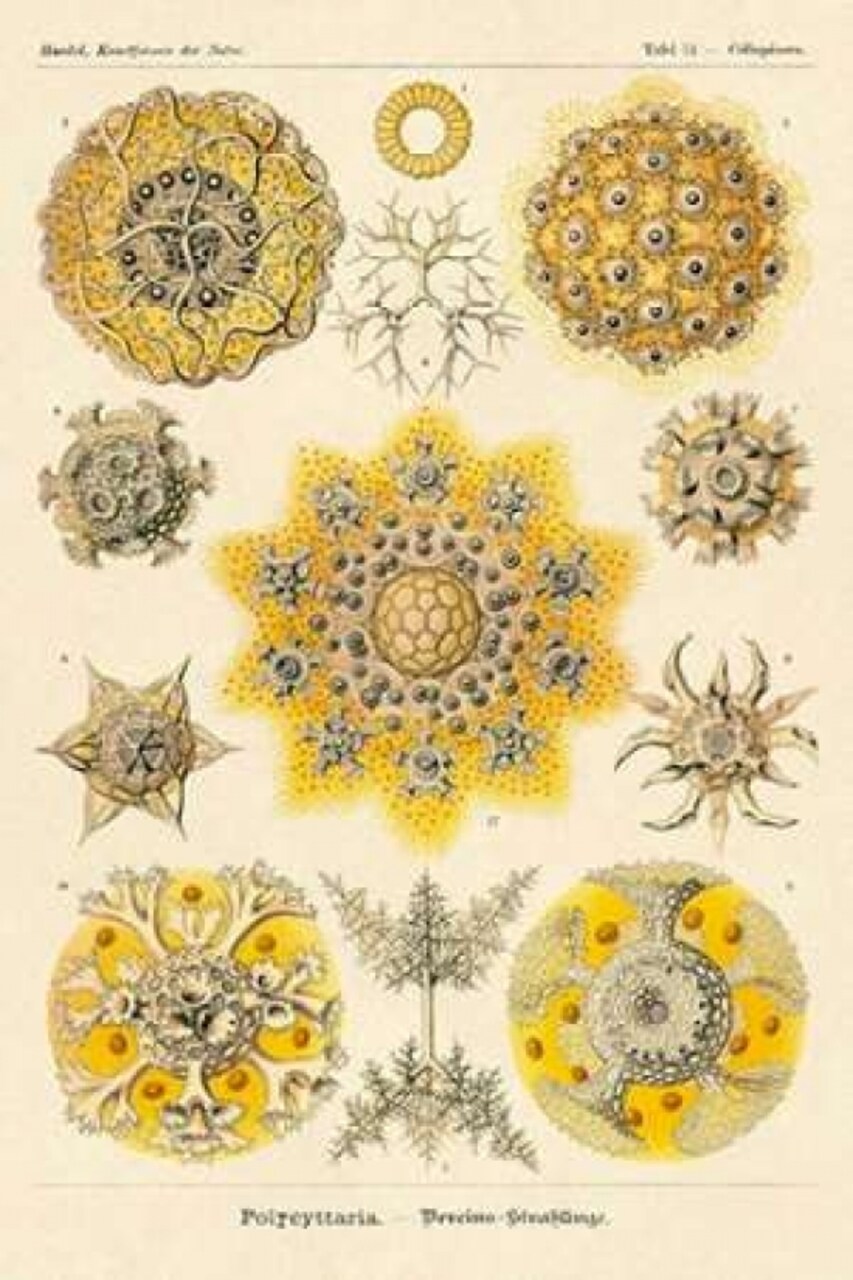Haeckel Nature Illustrations: Polycytaria Radiolaria Poster Print by Ernst Haeckel - Item # VARPDX449726